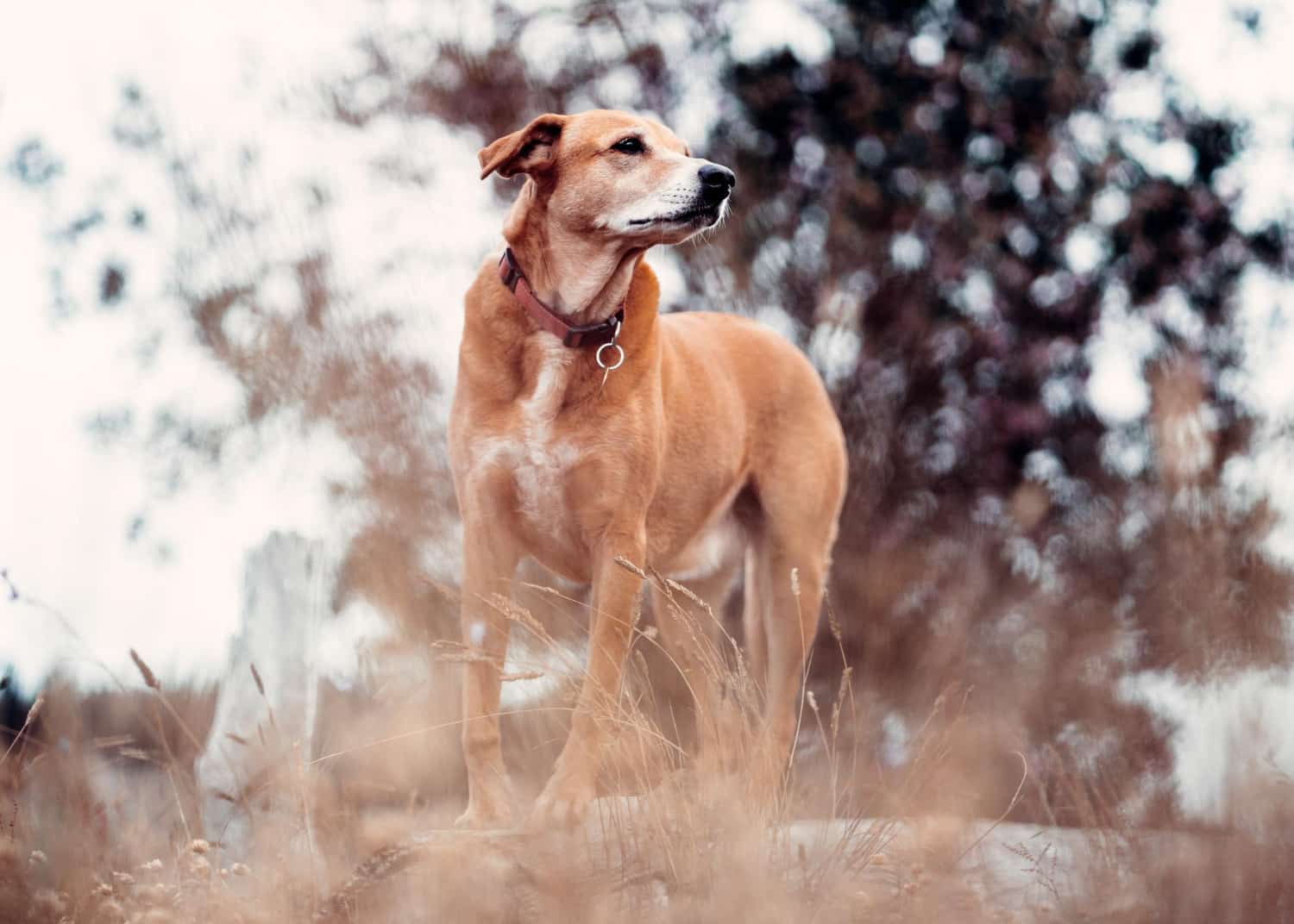Perro de caza de porte majestuoso posando elegantemente para la cámara.