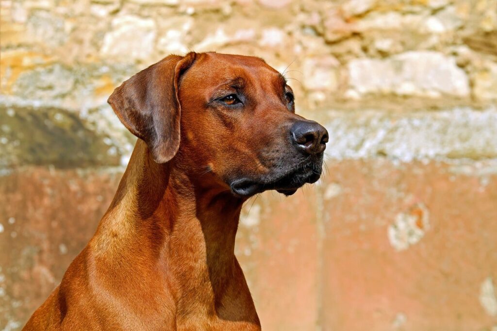 cuidados perro caza durante verano